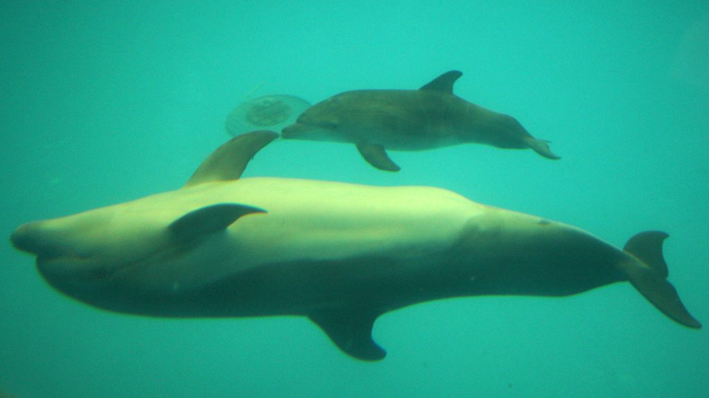 Katonai delfinekre tettek kamerákat, furcsa videók születtek