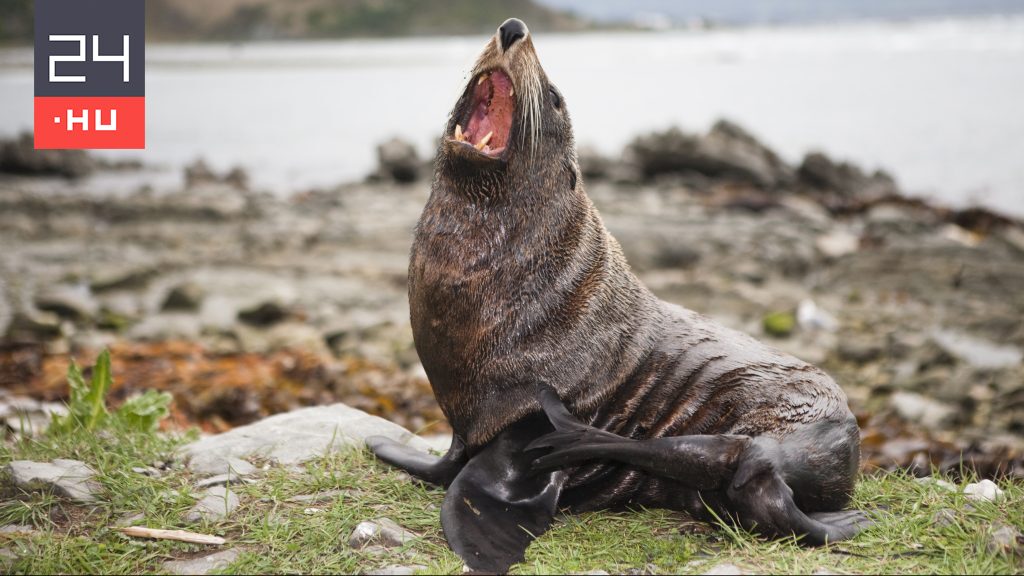 A seal puppy broke into a house in New Zealand, where he not only terrorized the cat, but also tried the sofa – video