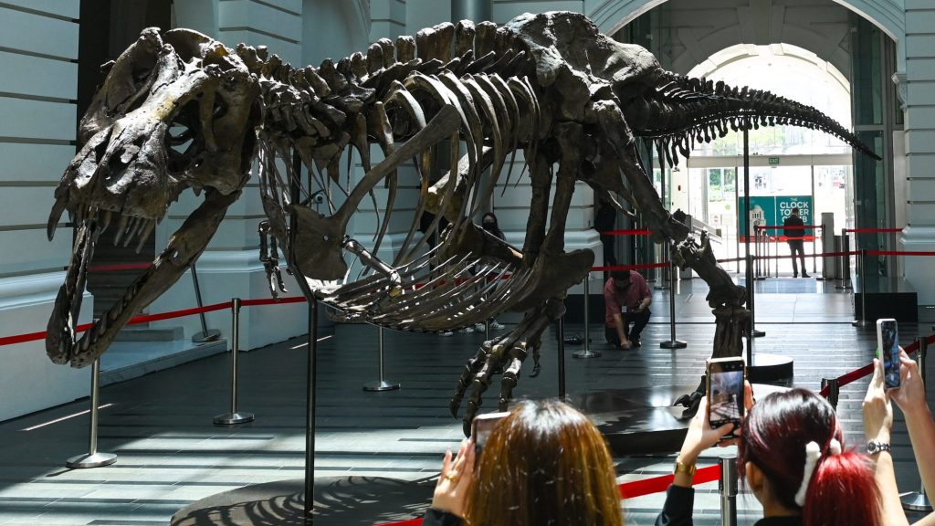 Botrányt okozott egy Tyrannosaurus rex csontváza