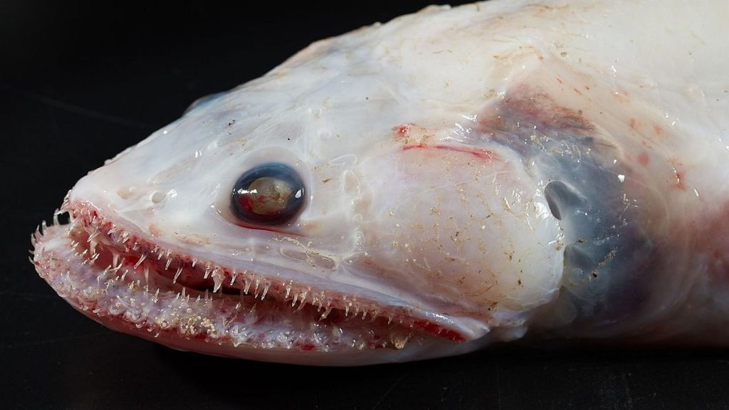 Horrorhalra bukkantak az óceán mélyén