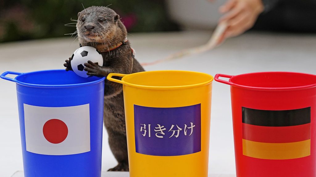 Egy vidra lett Japán kedvence, miután megjósolta a németek elleni győzelmet