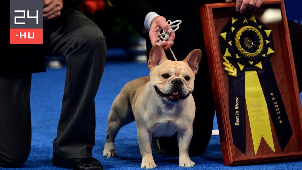 For the first time, the French bulldog became the most beautiful dog in America