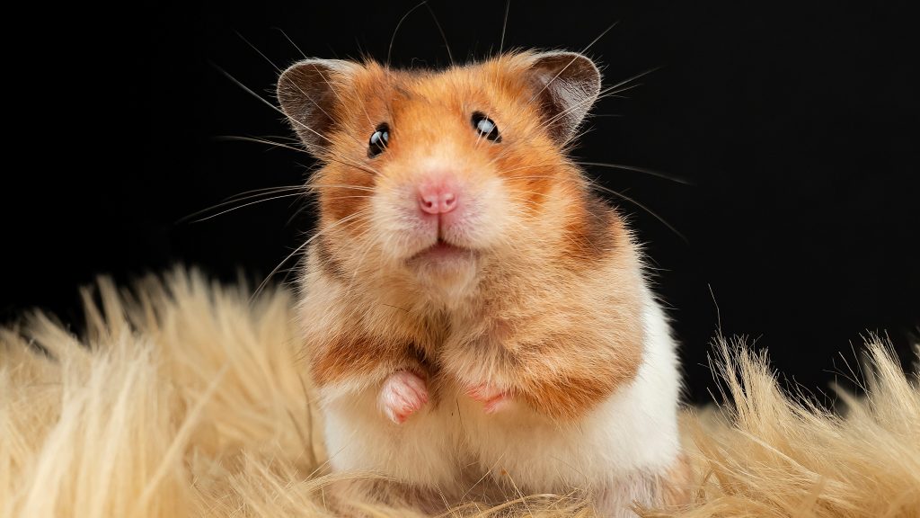 Átrágta magát a hörcsög a szomszéd lakásba | 24.hu