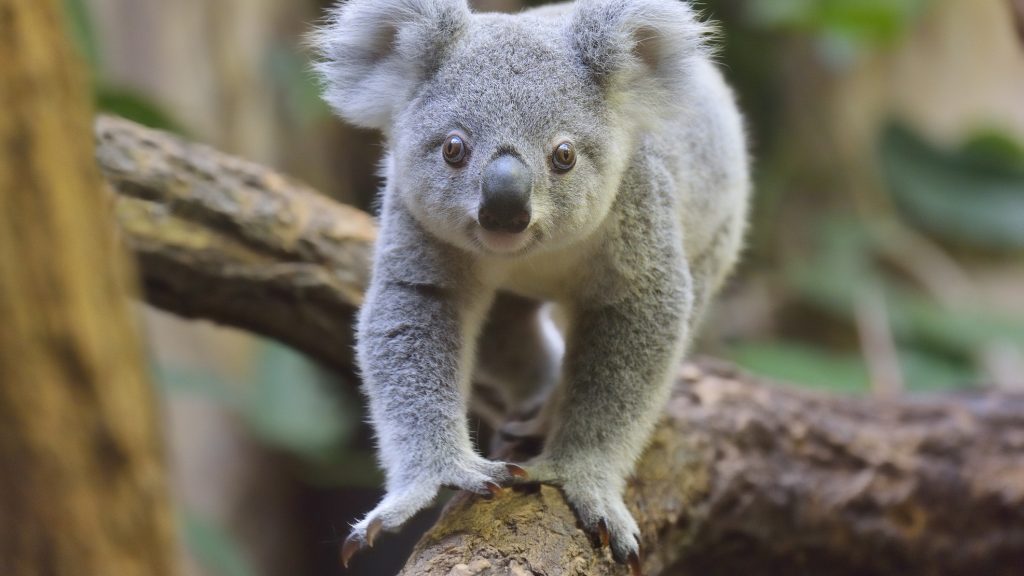 A mai újszülöttek látni fogják a koalák kihalását