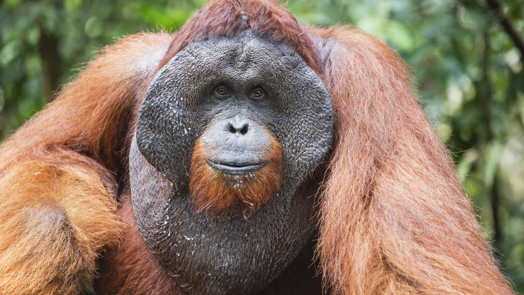 Elpusztult Rudi, a matuzsálem orangután