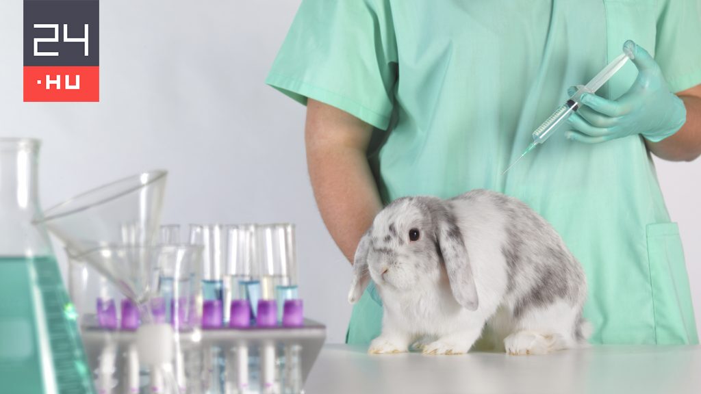The cosmetics are tested on animals banned in new york