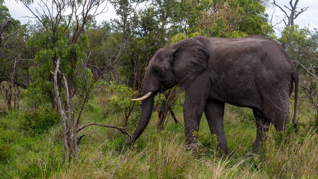 Az elefántok menthetik meg a Földet?