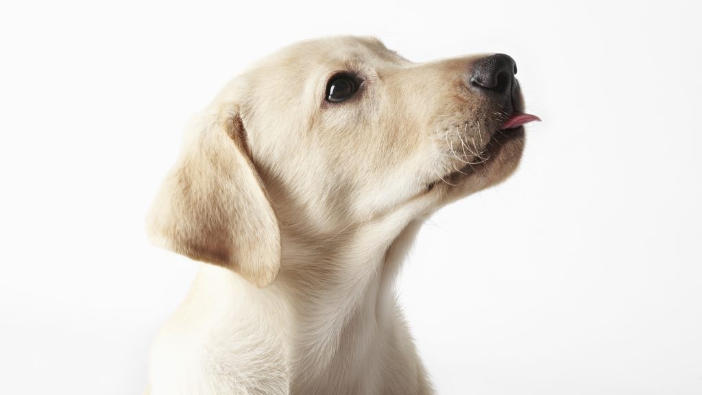 Nyolc év után végre hazatért Bella, a labrador kecskeméti családjához