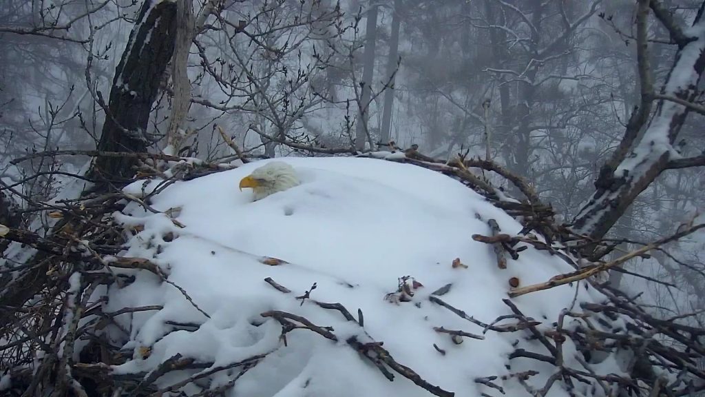 Nyakig betemette a hó a tojásait védő madarat