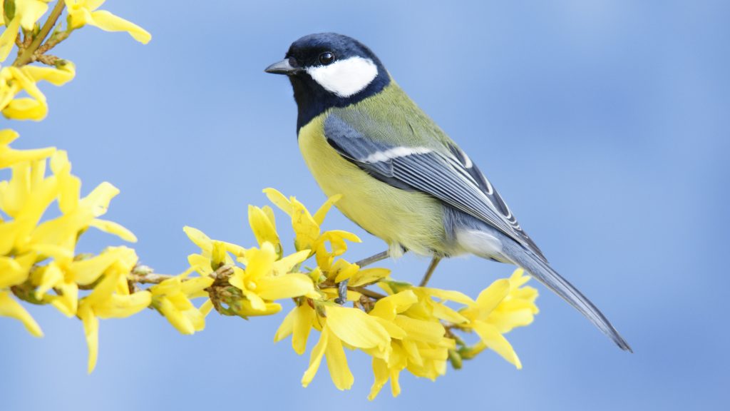 Állatok költözhetnek postaládánkba