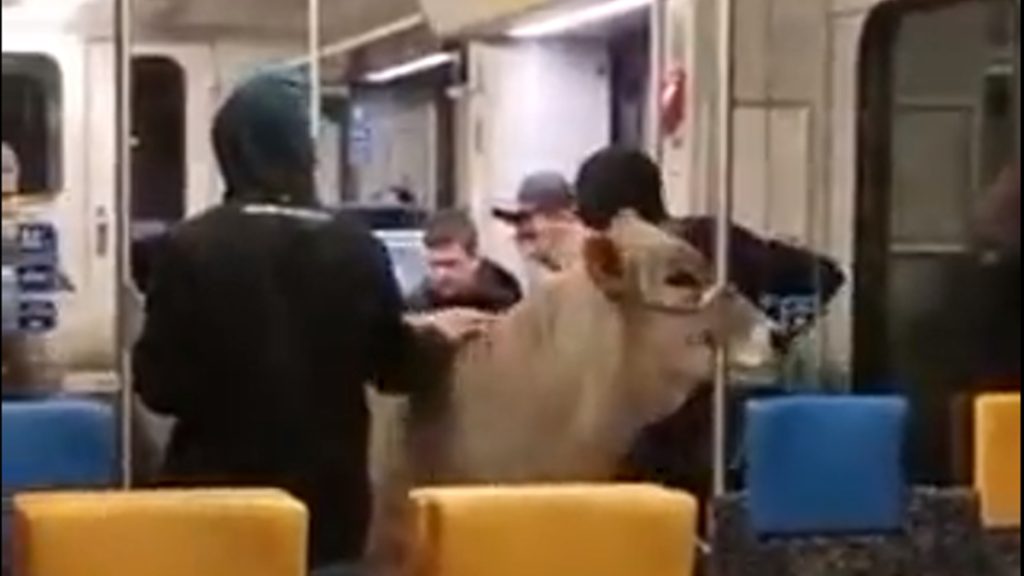 Videón, ahogy egy marha utazik a vonaton Svájcban