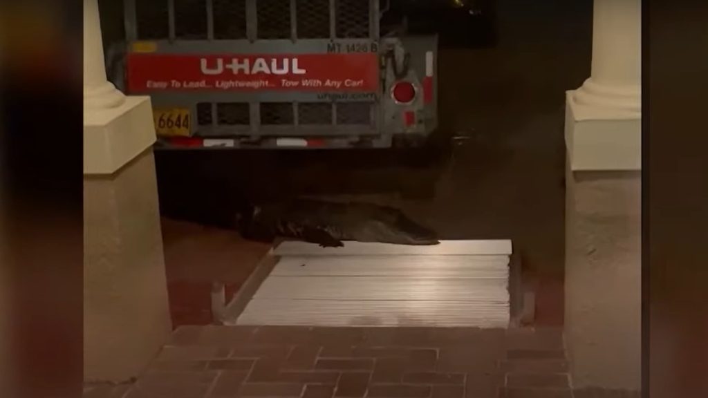 Azt hitte, egy kóbor kutyának nyit ajtót, helyette egy aligátor harapta lábon a floridai férfit