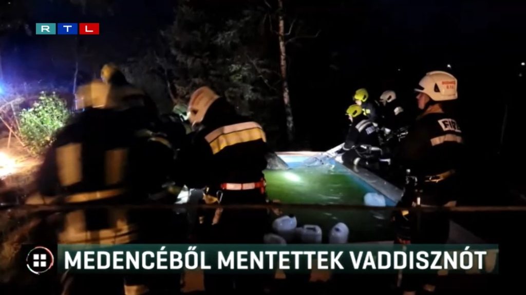 Vaddisznó mártózott meg egy budakeszi család medencéjében