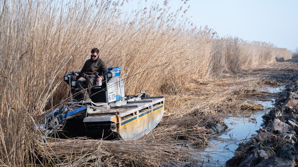 Learatták a nádat a Balatonon