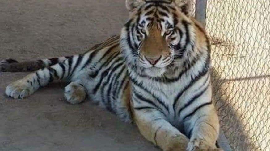 Elraboltak otthonából egy tigrist Mexikóban