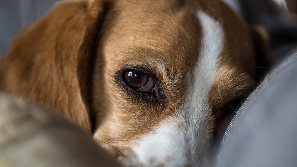 Nem hagyta abba az ugatást, ezért anya és fia vascsővel verte halálra a család kutyáját