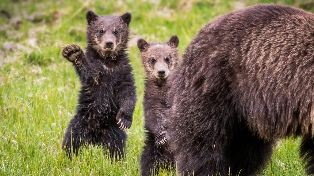 Ne áldozd fel a lassabb barátodat, ha jön a medve – figyelmeztet az amerikai Nemzeti Park Szolgálata