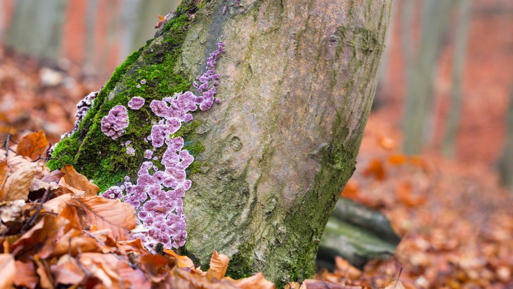 Növényeket fertőző gomba betegített meg egy embert