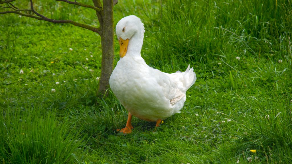 Hirdetéssel találtak új párt a magányos madárnak