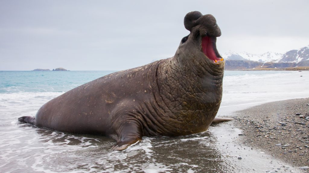 A szex kergeti halálba ezeket az állatokat