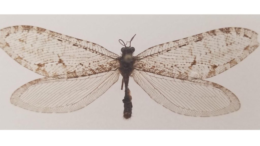 Lehetetlen helyen került elő egy ritka rovar