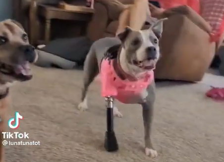 3D-nyomtatott műlábat kapott egy kutyaviadalra kényszerített pitbull