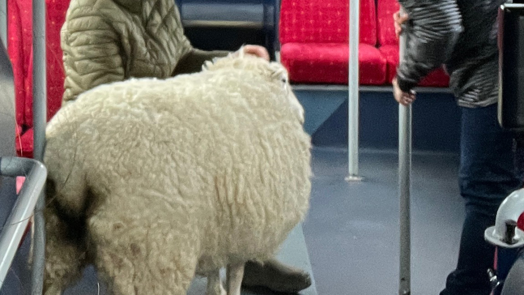 Felvette a buszra az elkóborolt birkát a sofőr