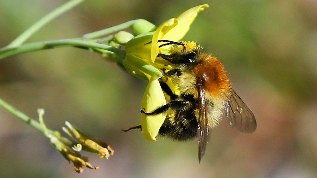 Battle of flowers – this is how a flower can be harmful to bees