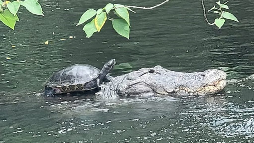 Megörökítették, ahogy egy aligátor hátán lovagol egy teknős