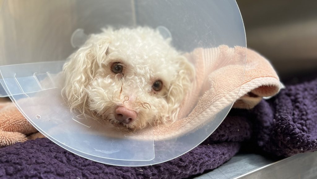 Drogtúladagolás miatt kellett megmenteni egy kutya életét