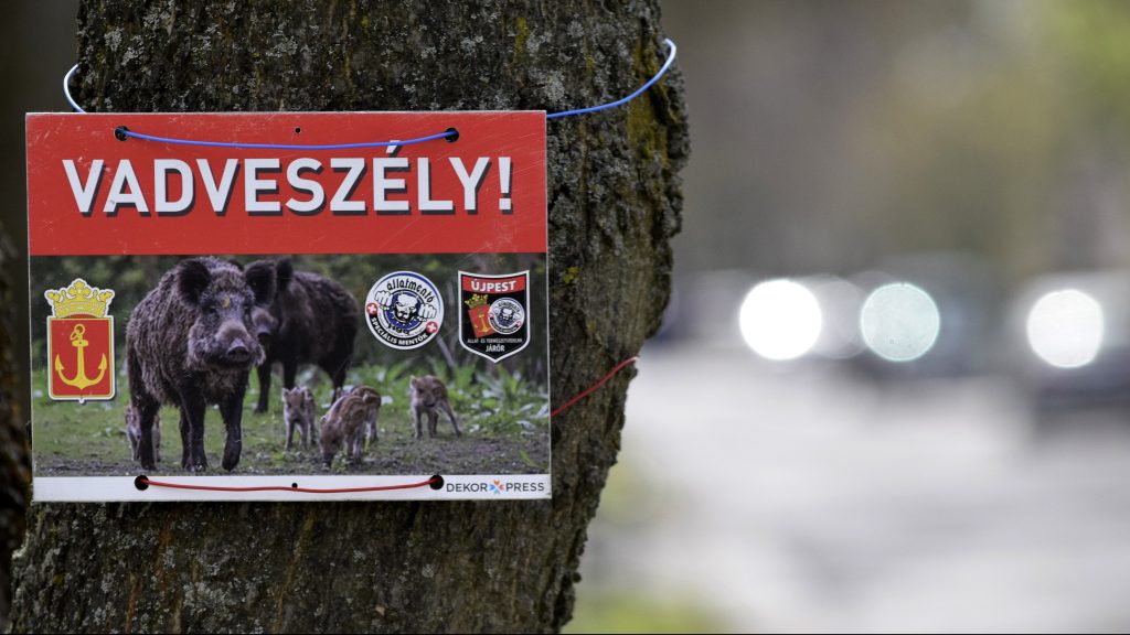 Videón, ahogy vaddisznók sétálgatnak a Rózsadombon