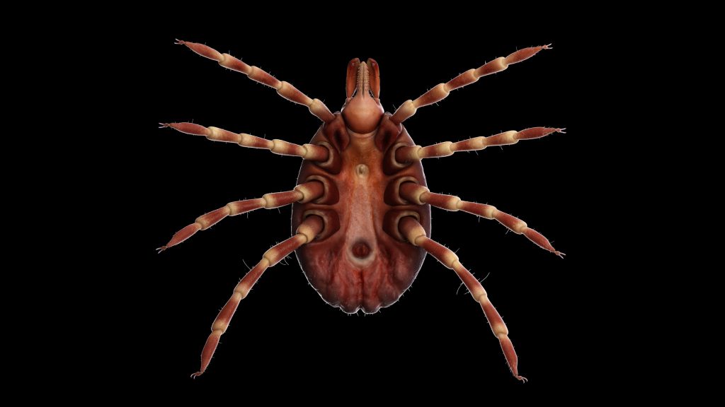 Afrikai kullancsokra bukkantak Magyarországon