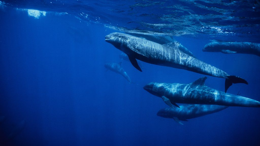 Több tucat delfin sodródott partra Japánban