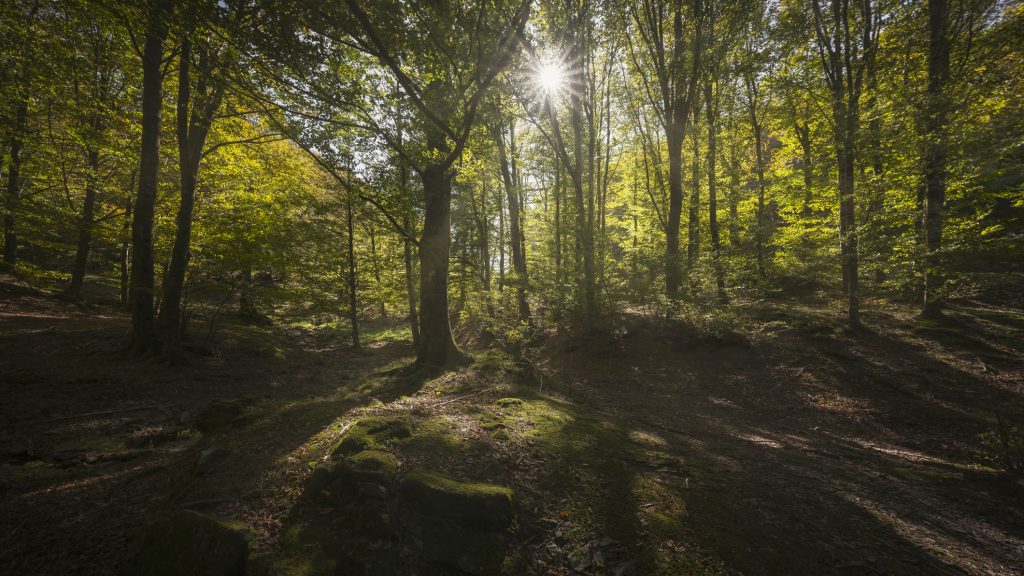 Elásott kincset találtak egy olaszországi erdőben