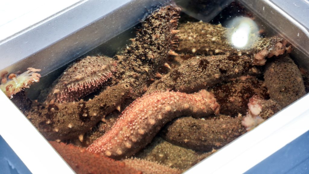 Már tengeriuborkákban is utazik a jakuza