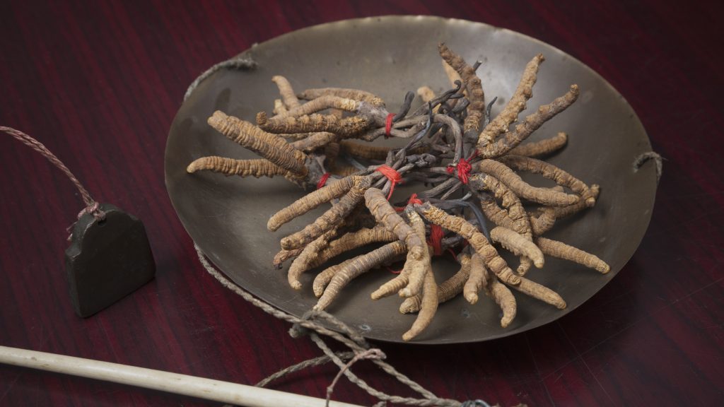 Ez a gomba az aranynál is többet ér