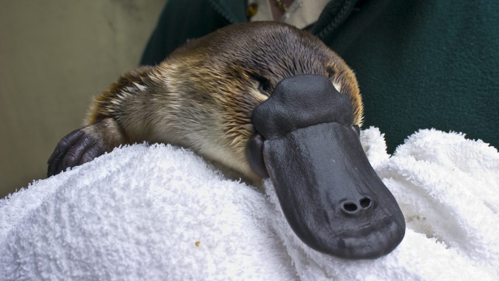 Elrabolt kacsacsőrű emlőst keresnek