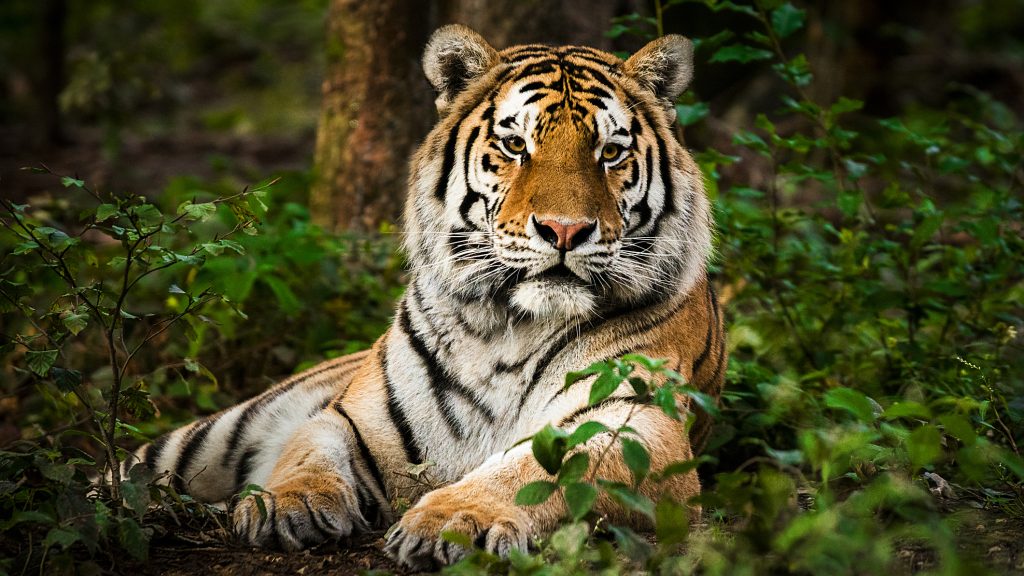 Kijárási tilalmat vezettek be Indiában a tigrisek miatt