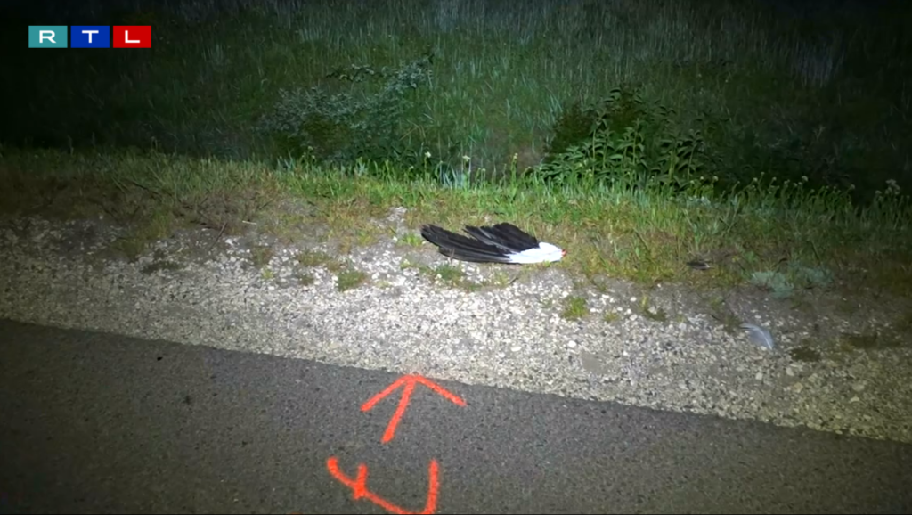 Gólyával ütközött, meghalt a motoros Hódmezővásárhelynél