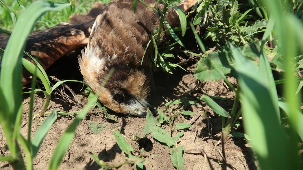 Ragadozó madarakat öltek Mórahalomnál