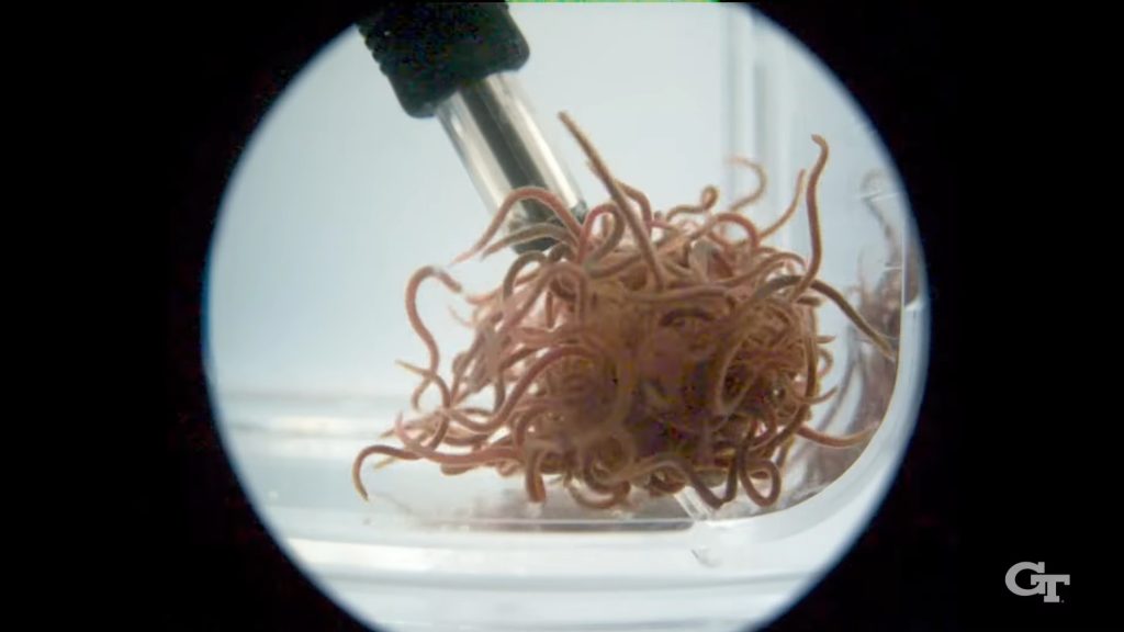 Videón, ahogy szétbomlik a férgekből álló gömb