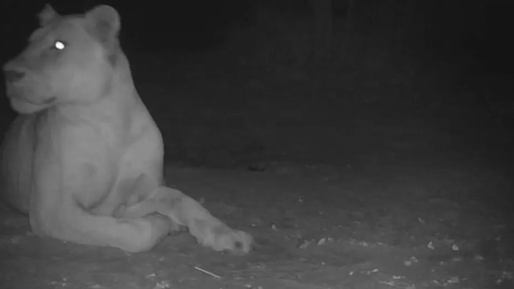 Kihaltnak hitték őket, most visszatértek az oroszlánok az afrikai nemzeti parkba
