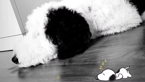 Snoopy él, és megőrülnek az Instagram-fiókjáért