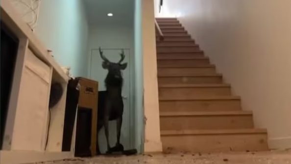 Kapott egy üzenetet, hogy van egy szarvas a házában és minden tiszta vér