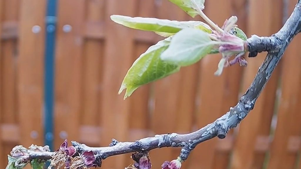 Videón, ahogy pusztul a magyar sárgabarack