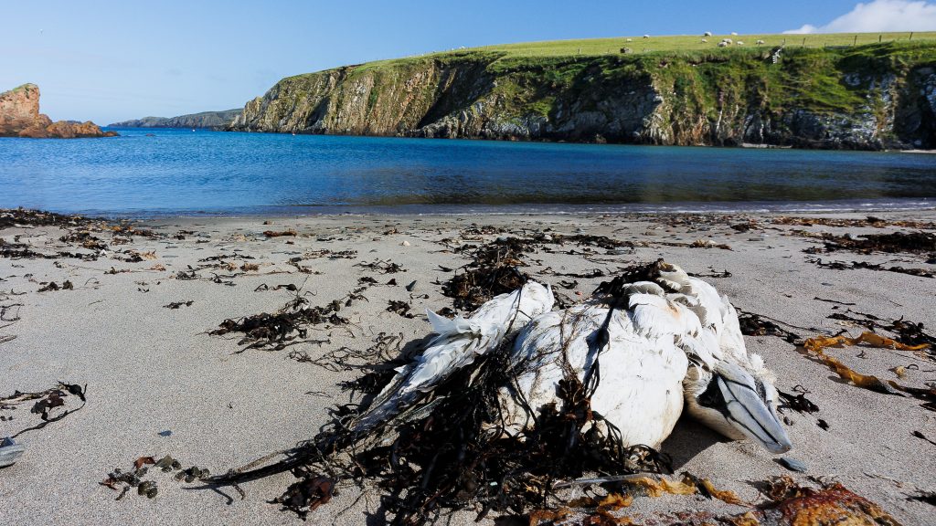 Fajok tűnhetnek el a madárinfluenza miatt