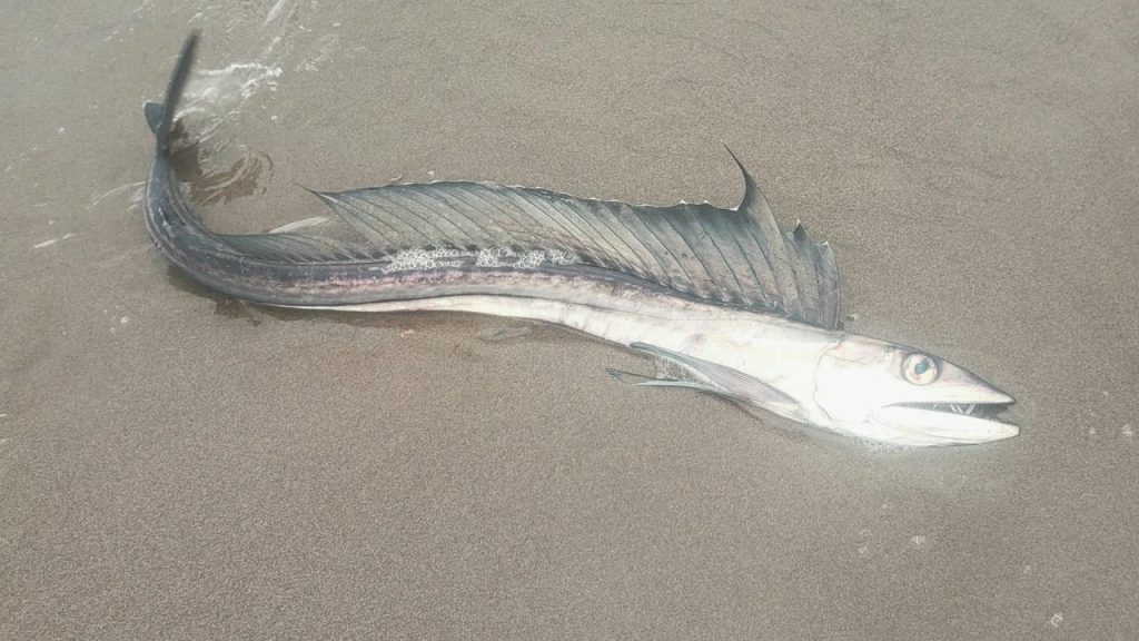 Bizarr, mélytengeri állatok sodródnak partra Amerikánál