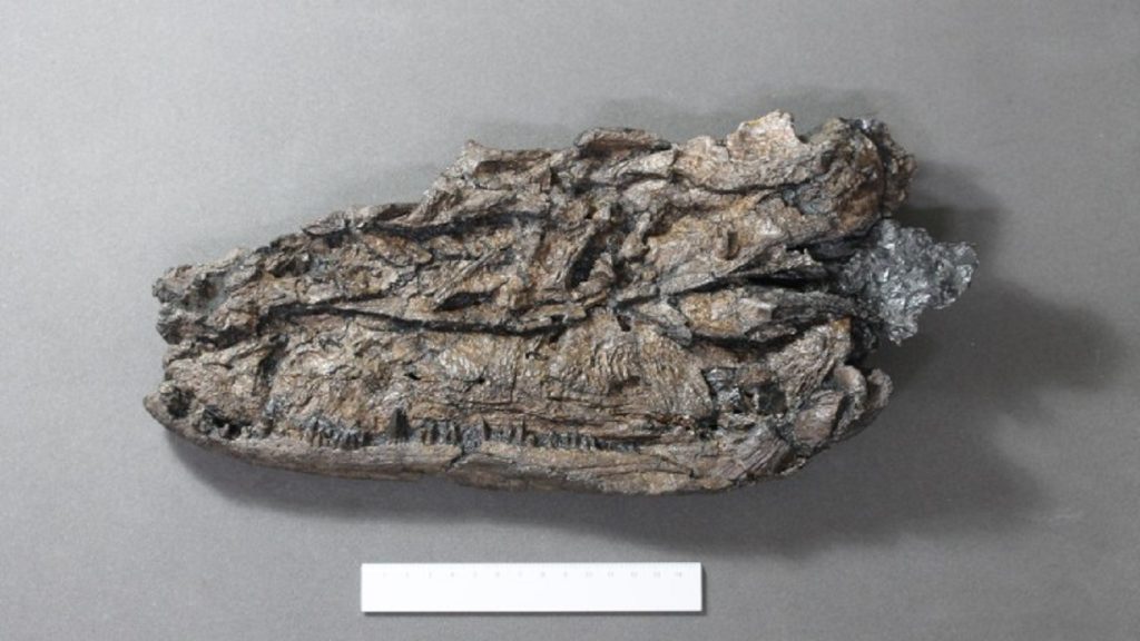 Ősi szörnyeteg koponyáját rekonstruálták