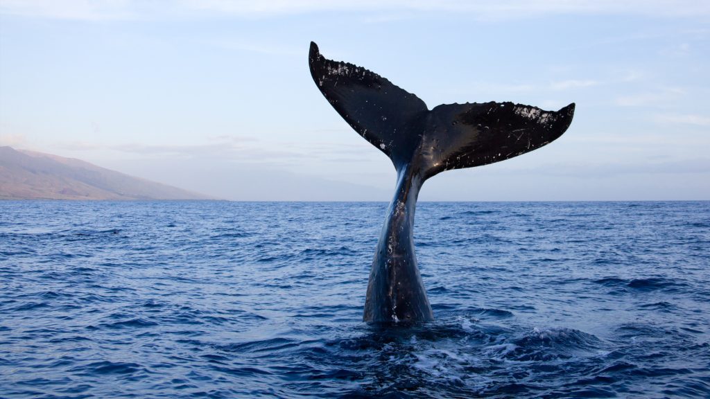 Tengeri óriás teteme sodródott partra Skóciában