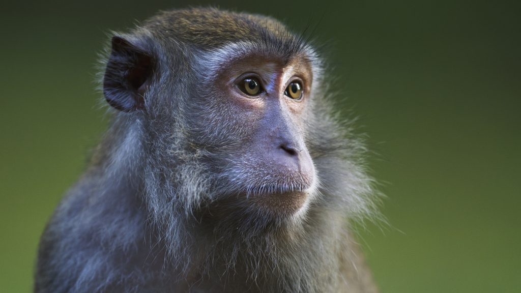 Gondolataival irányított robotkart egy majom